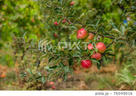 Apples on the tree in the orchard. Young tree. 76049016
