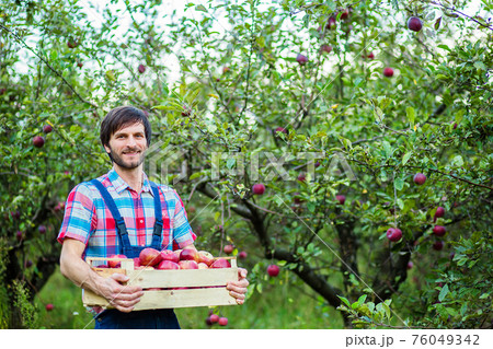 Harvesting of apples. A man working in the garden. 76049342