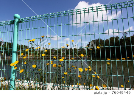フェンスとセイヨウタンポポ フェンスとセイヨウタンポポ 76049449