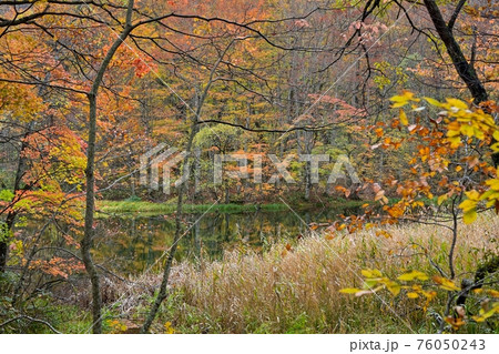 蔦沼遊歩道から見た紅葉に囲まれた沼の情景@青森 蔦沼遊歩道から見た紅葉に囲まれた沼の情景@青森 76050243