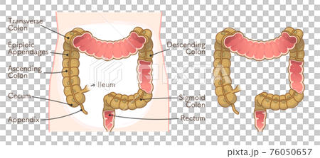 colon illustration(sectional view) colon illustration(sectional view) 76050657