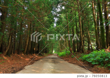 道路 森 竹 76050813