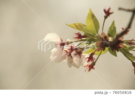 大牟田市 甘木山公園 桜、 大牟田市 甘木山公園 桜、 76050816