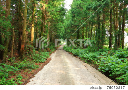 道路 森 一本道 76050817