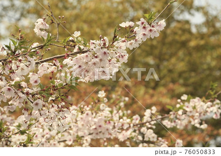 大牟田市 甘木山公園 桜、 大牟田市 甘木山公園 桜、 76050833