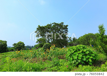 花 原野 木 76050842