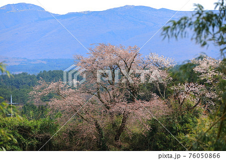 桜 花 山 76050866