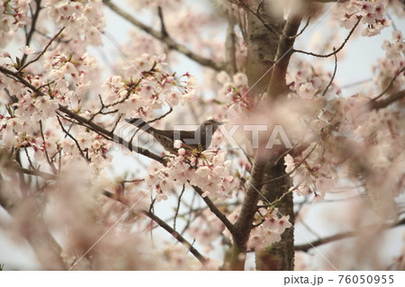 大牟田市　甘木山公園　桜　ヒヨドリ、　 76050955