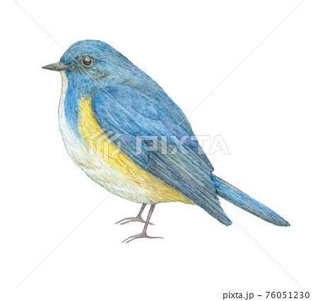 ルリビタキのイラスト素材 [76051230] - PIXTA