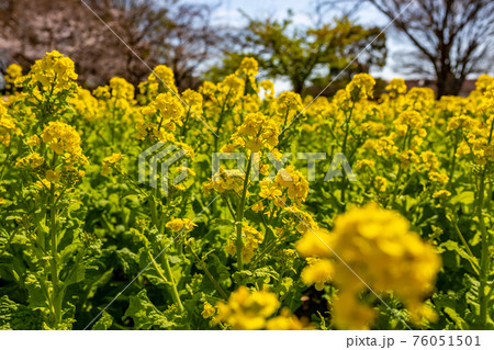 菜の花 菜の花 76051501