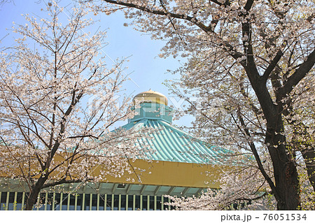 日本武道館と桜 76051534