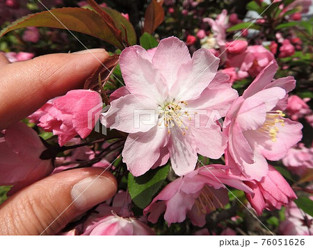 ハナカイドウ(手を添えた大きさの分かる写真) ハナカイドウ(手を添えた大きさの分かる写真) 76051626