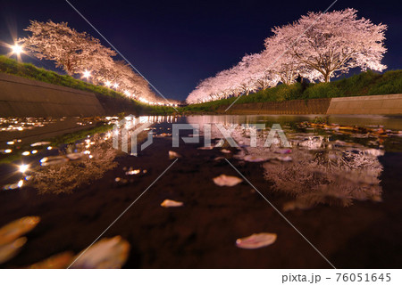 草場川の桜並木のライトアップ 草場川の桜並木のライトアップ 76051645