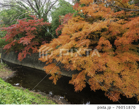 鎌倉・犬懸橋の紅葉 76051870