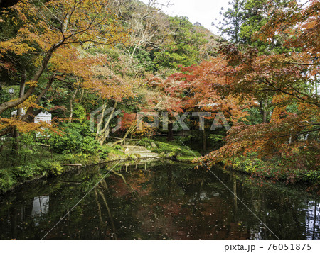 鎌倉・鶴岡八幡宮　柳原神池の紅葉 76051875