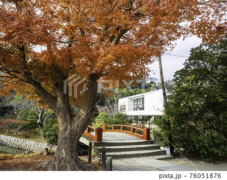 鎌倉・鶴岡八幡宮　平家池前の紅葉 76051876