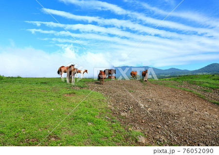 原野 牧場 牧草 76052090