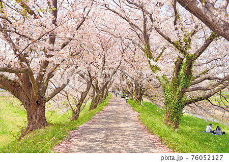 流川桜並木 流川桜並木 76052127