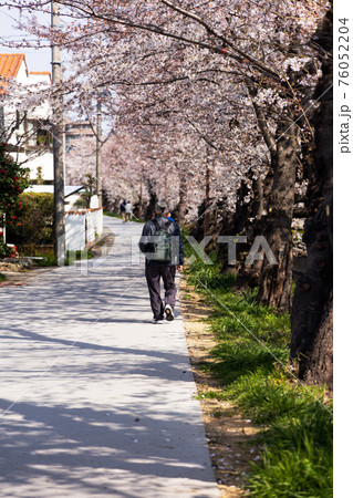 老後の健康維持に備えるシニアと桜並木 老後の健康維持に備えるシニアと桜並木 76052204