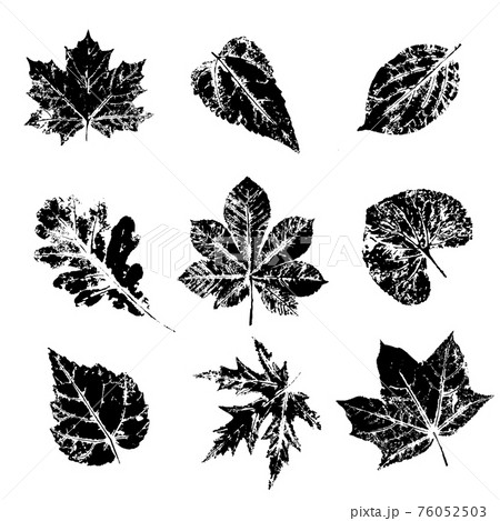 Ink print leaves. Black ink prints of leaves of trees and bushes Ink print leaves. Black ink prints of leaves of trees and bushes 76052503