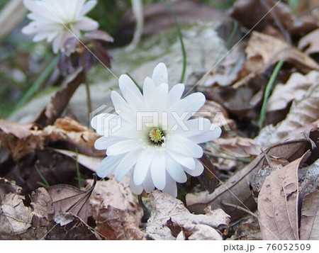 アズマイチゲ（釜伏山／埼玉県寄居町） 76052509