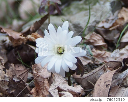 アズマイチゲ（釜伏山／埼玉県寄居町） 76052510