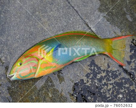 ヤマブキベラ ヤマブキベラ 76052632