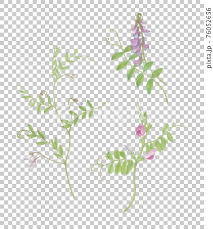 春天的野花 76052656