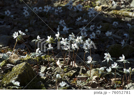 早春に咲く美しいく可憐な花の節分草 早春に咲く美しいく可憐な花の節分草 76052781