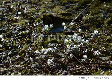 早春に咲く美しいく可憐な花の節分草 早春に咲く美しいく可憐な花の節分草 76052785