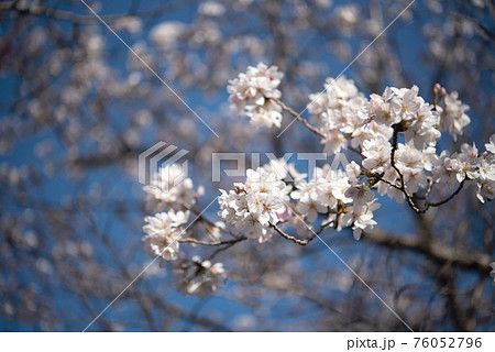 Blossoming cherry tree with blue sky background. spring flower Blossoming cherry tree with blue sky background. spring flower 76052796