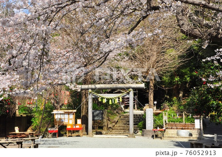 鎌倉市　源氏山公園　葛原岡神社石鳥居と満開の桜 76052913