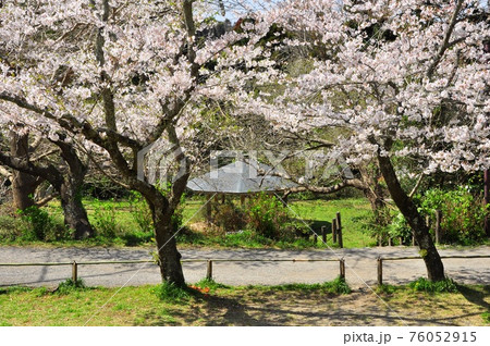 鎌倉市　源氏山公園　満開の桜と東屋 76052915