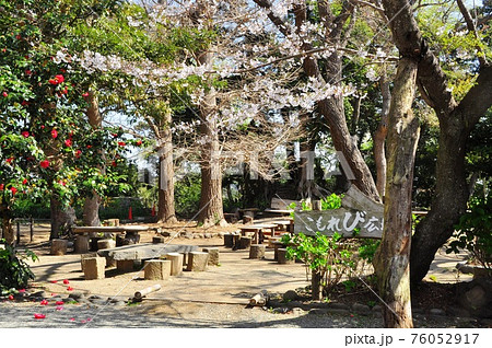 鎌倉市 源氏山公園 こもれび広場と満開の桜 鎌倉市 源氏山公園 こもれび広場と満開の桜 76052917