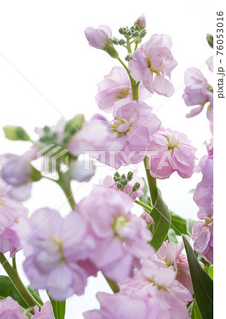 ピンクの八重咲きストック 76053016