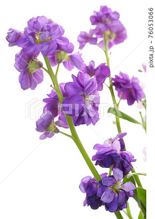 紫色の八重咲きストックの写真素材