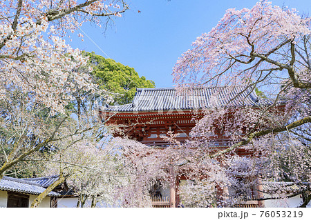 醍醐寺 満開の枝垂れ桜 醍醐寺 満開の枝垂れ桜 76053219