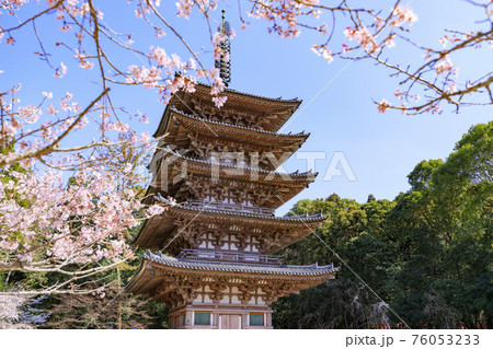 醍醐寺 満開の枝垂れ桜 76053233