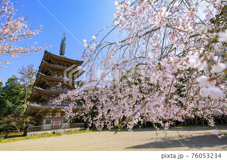 醍醐寺 満開の枝垂れ桜 76053234