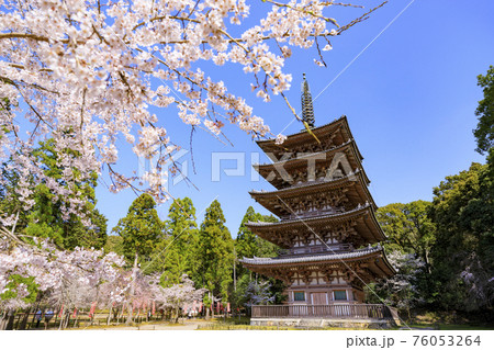 醍醐寺 満開の枝垂れ桜 醍醐寺 満開の枝垂れ桜 76053264