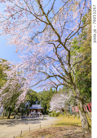 醍醐寺 満開の枝垂れ桜 醍醐寺 満開の枝垂れ桜 76053267