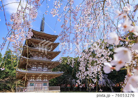 醍醐寺 満開の枝垂れ桜 醍醐寺 満開の枝垂れ桜 76053276
