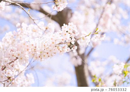 春の青空と桜(ソメイヨシノ) 76053332