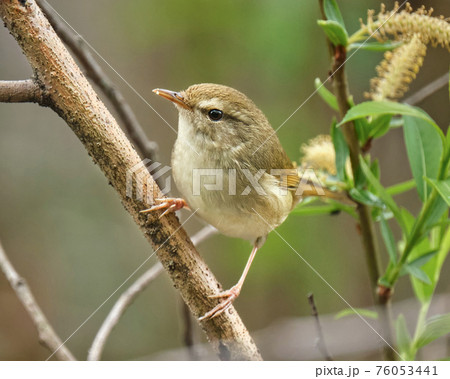 「ホーホケキョ」が聞こえても藪の中にいるのでなかなか姿が見えません　鳴き声のわりに地味なウグイス 76053441