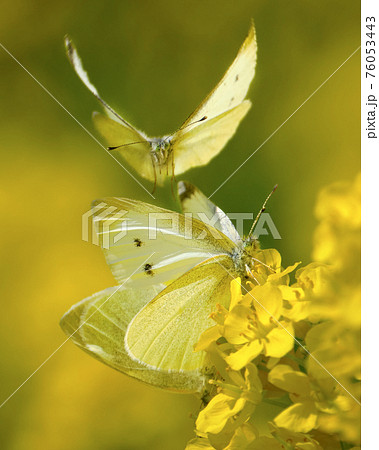 菜の花畑で交尾するモンシロチョウのカップルに横やりを入れようとするオス 菜の花畑で交尾するモンシロチョウのカップルに横やりを入れようとするオス 76053443