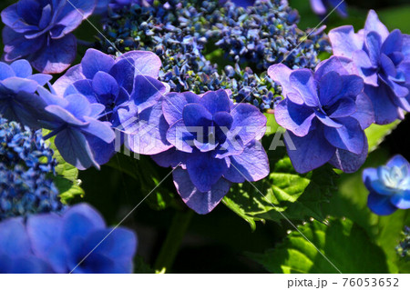 鎌倉 長谷寺のアジサイ 鎌倉 長谷寺のアジサイ 76053652