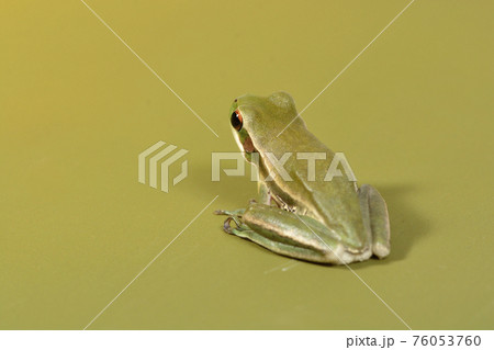 Frog,  La Pampa, Argentina 76053760