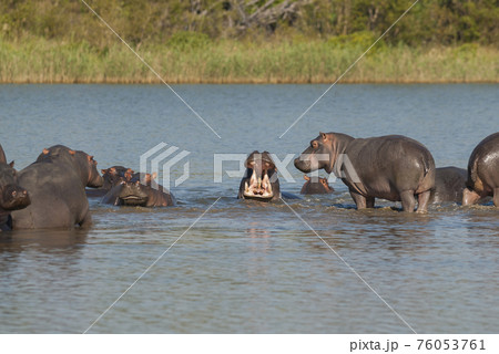 Playing Hippopotamus , Kruger National Park , Africa Playing Hippopotamus , Kruger National Park , Africa 76053761