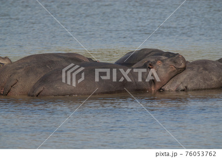 Playing Hippopotamus , Kruger National Park , Africa 76053762