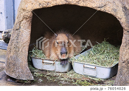 巣穴に入って寝ているカピバラさんの写真素材